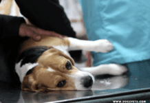 Can Weed Kill a Dog? Effects of Marijuana in Dogs | Dogsvets Can Weed Kill a Dog? Effects of Marijuana in Dogs | Dogs Vets