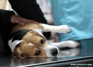 Can Weed Kill a Dog? Effects of Marijuana in Dogs | Dogs Vets