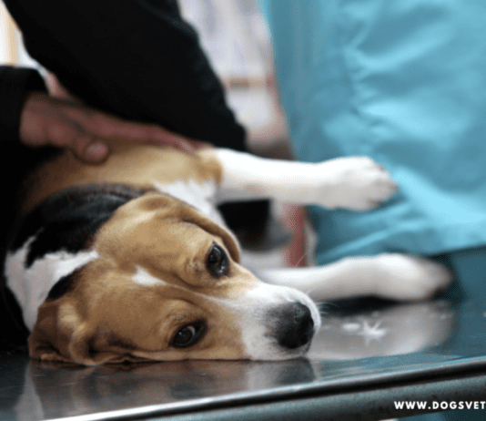 Can Weed Kill a Dog? Effects of Marijuana in Dogs | Dogsvets Can Weed Kill a Dog? Effects of Marijuana in Dogs | Dogs Vets