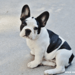 French Bulldogs For Adoption