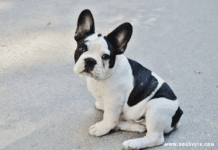 French Bulldogs For Adoption French Bulldogs For Adoption