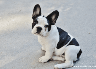 French Bulldogs For Adoption French Bulldogs For Adoption