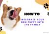 How to Integrate Your New Puppy into the Family How to Integrate Your New Puppy into the Family