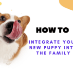 How to Integrate Your New Puppy into the Family How to Integrate Your New Puppy into the Family