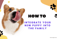 How to Integrate Your New Puppy into the Family How to Integrate Your New Puppy into the Family