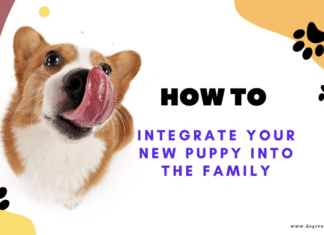 How to Integrate Your New Puppy into the Family
