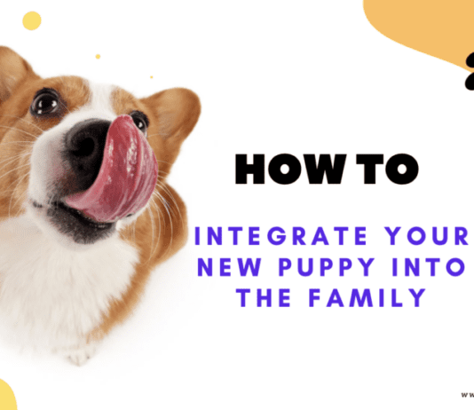 How to Integrate Your New Puppy into the Family How to Integrate Your New Puppy into the Family