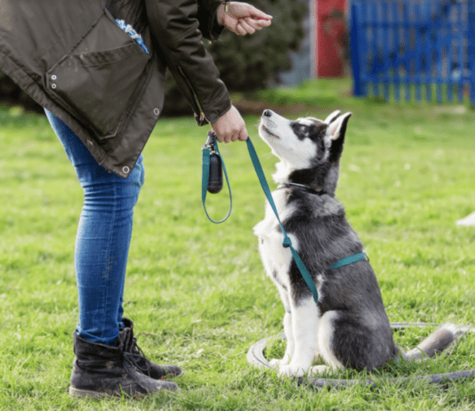 The Benefits Of Having A Trained Dog The Benefits Of Having A Trained Dog