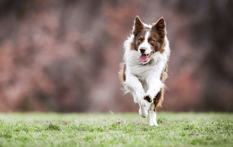 beneficio do adestramento de cans