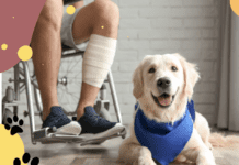5 Benefits of Psychiatric Service Dogs 5 Benefits of Psychiatric Service Dogs