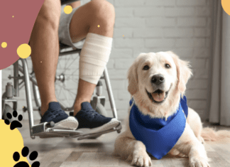 5 Benefits of Psychiatric Service Dogs