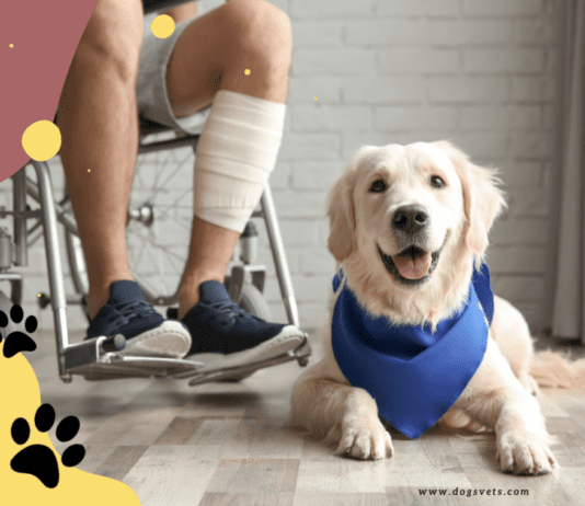 5 Benefits of Psychiatric Service Dogs 5 Benefits of Psychiatric Service Dogs