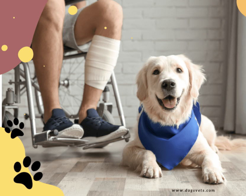 5 Benefits of Psychiatric Service Dogs