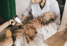 A Comprehensive Grooming Guide for Dogs: Long and Short Haired Dogs A Comprehensive Grooming Guide for Dogs: Long and Short Haired Dogs