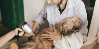 A Comprehensive Grooming Guide for Dogs: Long and Short Haired Dogs A Comprehensive Grooming Guide for Dogs: Long and Short Haired Dogs