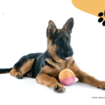What you need to consider when buying a german shepherd pet