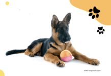 What you need to consider when buying a german shepherd pet What you need to consider when buying a german shepherd pet