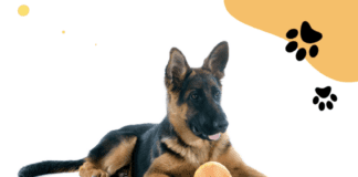 What you need to consider when buying a german shepherd pet What you need to consider when buying a german shepherd pet