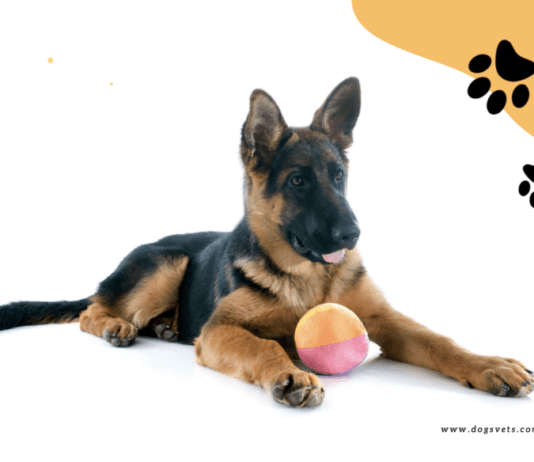 What you need to consider when buying a german shepherd pet What you need to consider when buying a german shepherd pet