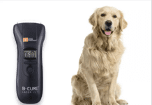 Your dog can benefit from laser treatment Your dog can benefit from laser treatment | Dogsvets