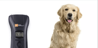 Your dog can benefit from laser treatment Your dog can benefit from laser treatment | Dogsvets