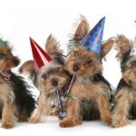 Things to Consider When Planning Your Dog’s Birthday Party