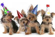 Things to Consider When Planning Your Dog’s Birthday Party Things to Consider When Planning Your Dog’s Birthday Party