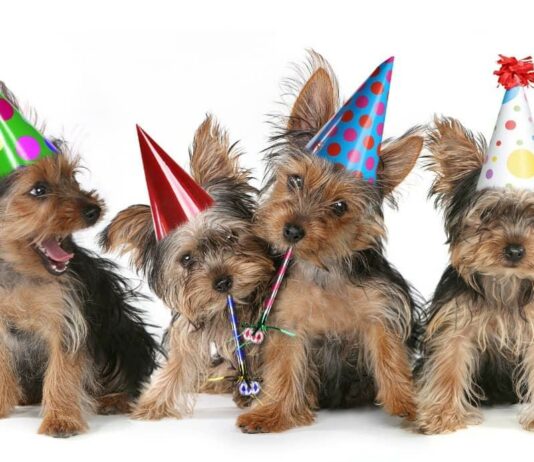 Things to Consider When Planning Your Dog’s Birthday Party Things to Consider When Planning Your Dog’s Birthday Party
