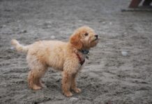 How much do goldendoodle puppies cost How much do goldendoodle puppies cost
