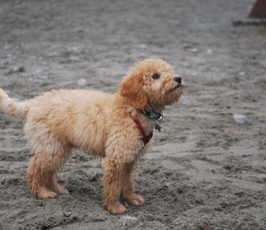 How much do goldendoodle puppies cost How much do goldendoodle puppies cost