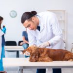 How To Care For A Dog With A Limb Injury