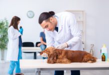 How To Care For A Dog With A Limb Injury How To Care For A Dog With A Limb Injury