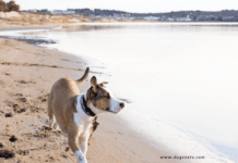 Dog Friendly Beaches Near Me – United Kingdom Dog Friendly Beaches Near Me - United Kingdom