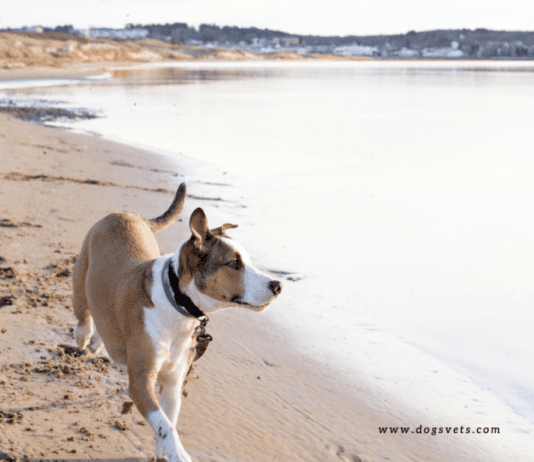 Dog Friendly Beaches Near Me – United Kingdom Dog Friendly Beaches Near Me - United Kingdom