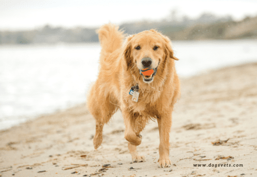 UK beaches dog friendly - Sutton-On-Sea