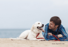 Top 13 Best Dog Friendly Beaches in USA Dog Friendly Beaches Near Me in Alabama, USA