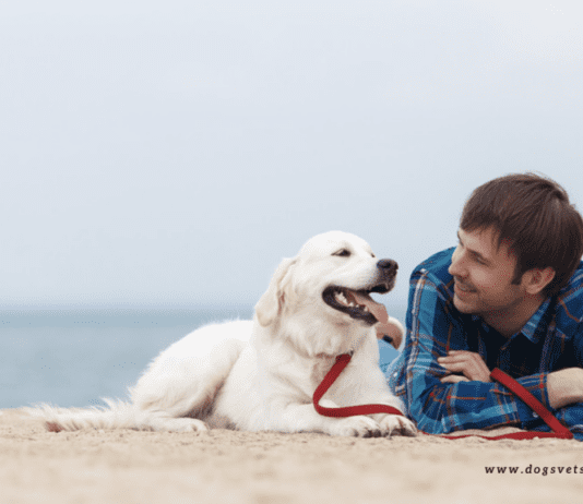 Top 13 Best Dog Friendly Beaches in USA Dog Friendly Beaches Near Me in Alabama, USA