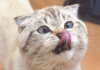 CBD Oil for Cats: What You Need To Know