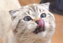 CBD Oil for Cats: What You Need To Know CBD Oil for Cats: What You Need To Know