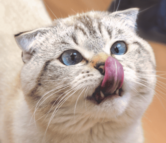 CBD Oil for Cats: What You Need To Know CBD Oil for Cats: What You Need To Know