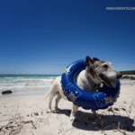 Dog Friendly Beaches Near Me: Alabama, USA