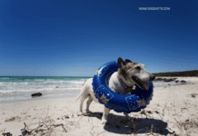 Dog Friendly Beaches Near Me: Alabama, USA Dog Friendly Beaches Near Me: Alabama, USA