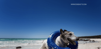 Dog Friendly Beaches Near Me: Alabama, USA Dog Friendly Beaches Near Me: Alabama, USA