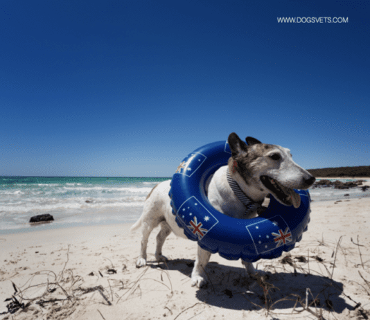 Dog Friendly Beaches Near Me: Alabama, USA Dog Friendly Beaches Near Me: Alabama, USA
