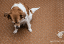 5 Reasons Why Your Dog Is Vomiting 5 Reasons Why Your Dog Is Vomiting