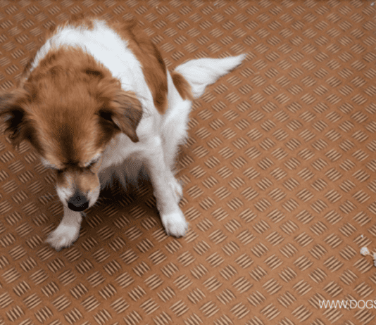 5 Reasons Why Your Dog Is Vomiting 5 Reasons Why Your Dog Is Vomiting