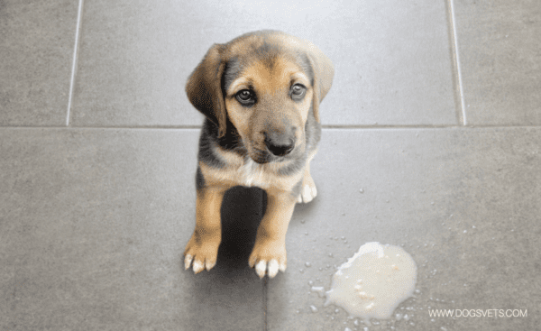 What Can Cause a Dog to Throw Up?