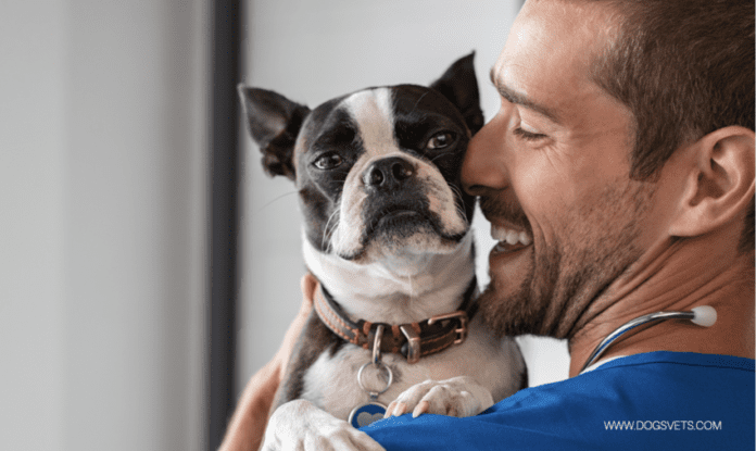 Warum Sie eine Haustierversicherung brauchen und wie Ihr pelziger Freund davon profitieren kann