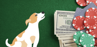 Are dogs allowed in Las Vegas Casinos? 5 Tips to know Are dogs allowed in Las Vegas Casinos? 5 Tips to know