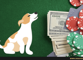 Are dogs allowed in Las Vegas Casinos? 5 Tips to know Are dogs allowed in Las Vegas Casinos? 5 Tips to know
